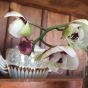 Flying Orchids