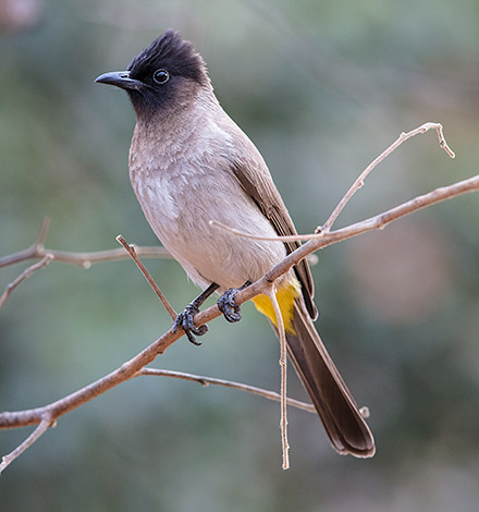 Cape Bulbul