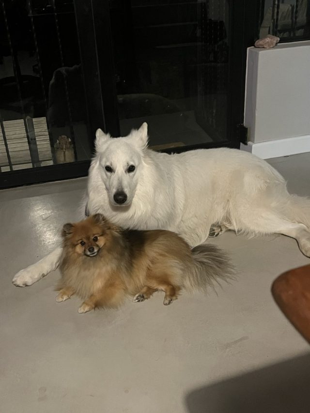 A white dog lying next to a small brown Pomeranian on a light-colored floor.