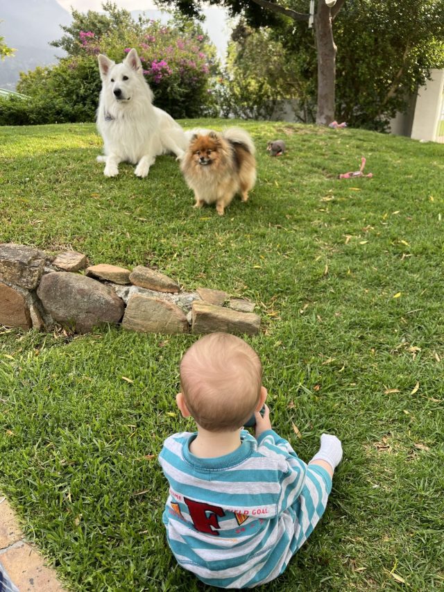 A baby sitting on the grass facing two dogs, a white Samoyed and a small Pomeranian, with greenery and flowers in the background.