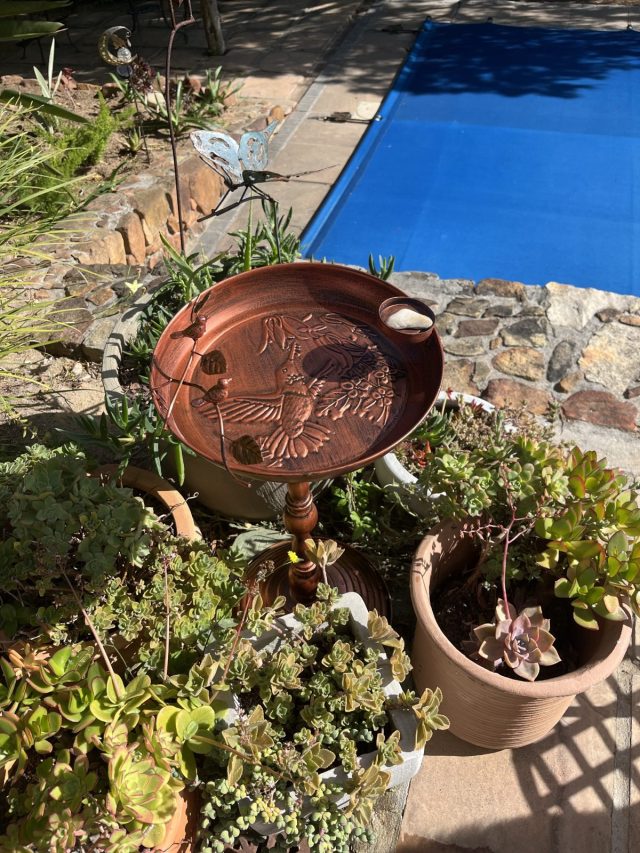 A decorative birdbath with a hummingbird design, surrounded by various potted succulent plants, on a stone pathway next to a blue covered pool.