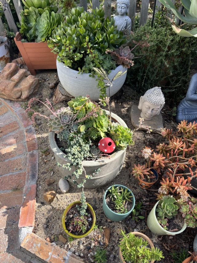 A lush garden area featuring various potted succulents and decorative stones. There is a small statue of Buddha in the background and a red ladybug figurine among the plants.